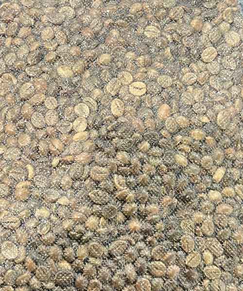 Robusta Grade 1