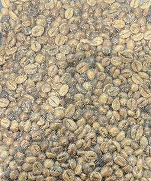 Robusta Grade 2