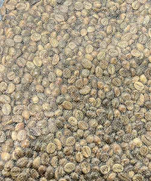 Robusta Fine Grade